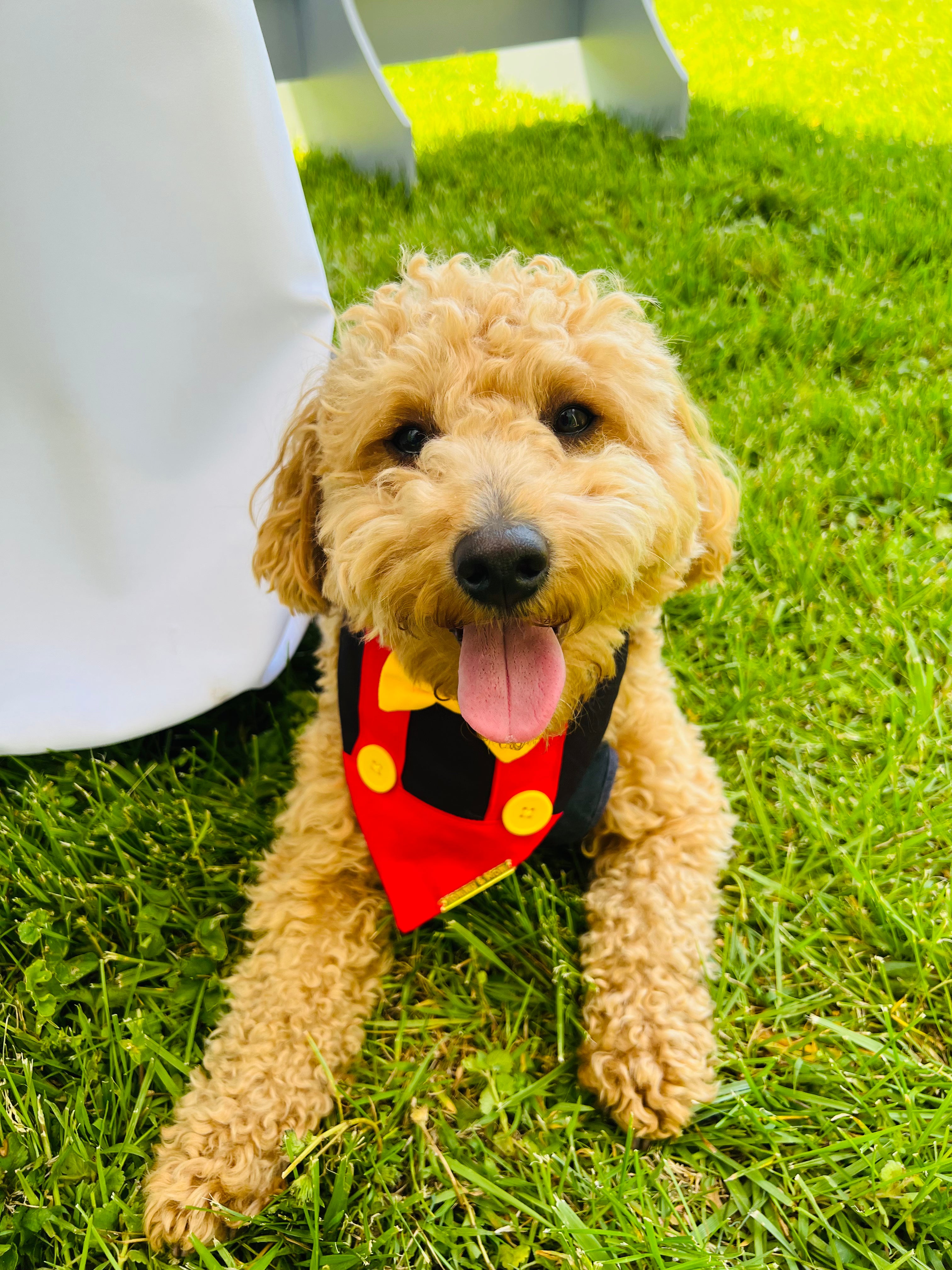 Mickey Mouse Overall  Dog Bandana - A Stylish Choice for Every Pup