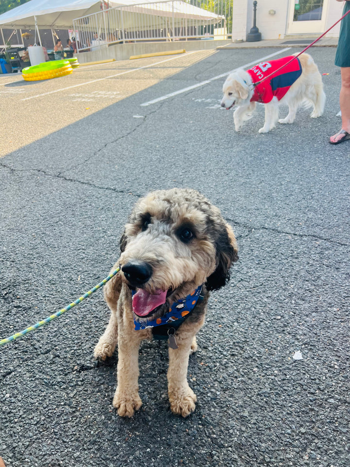 Snoopy Great Pumpkin Charlie Halloween Dog Bandana