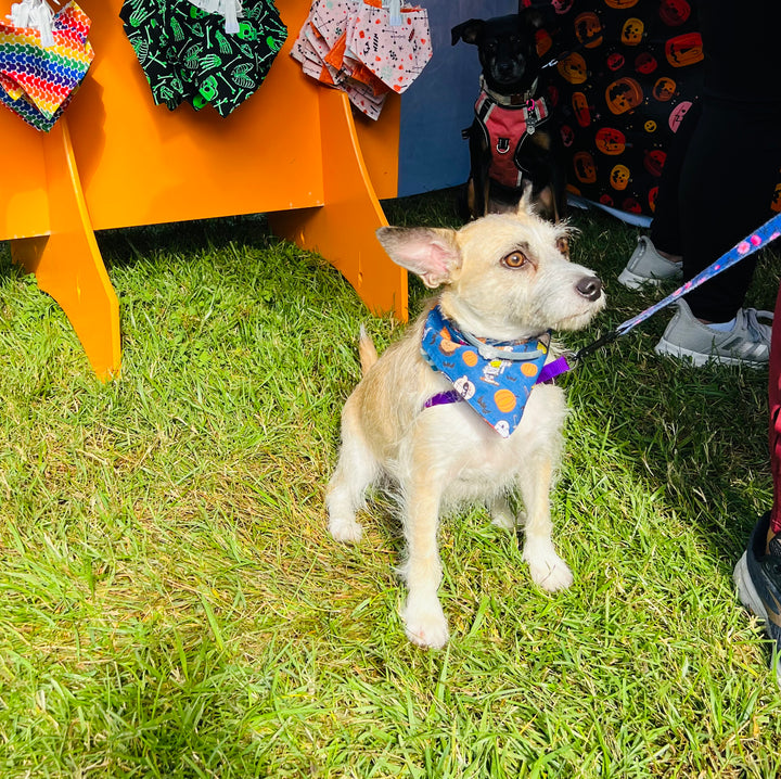 Snoopy Great Pumpkin Charlie Halloween Dog Bandana